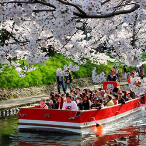 富山市 ”桜” の名所特集